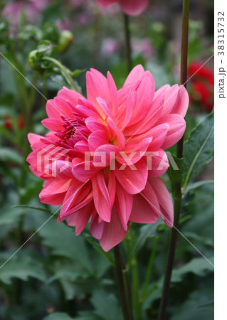 ダリア 38315732