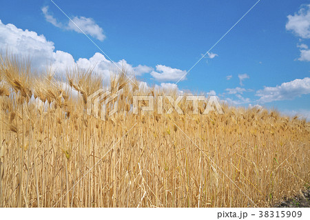 麦秋の六条大麦 麦秋の六条大麦 38315909