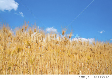 麦秋の六条大麦 麦秋の六条大麦 38315912