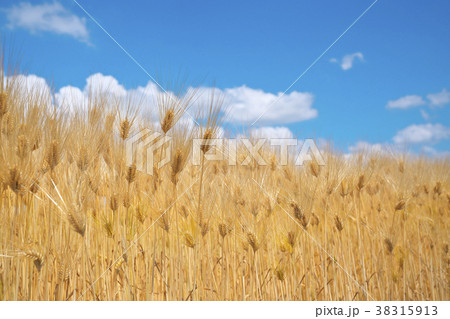 麦秋の六条大麦 麦秋の六条大麦 38315913