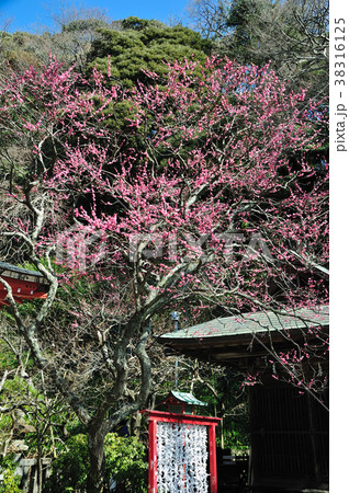 荏柄天神社の寒紅梅 荏柄天神社の寒紅梅 38316125
