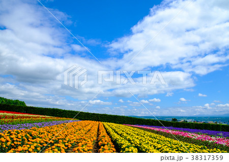 北海道花畑 38317359