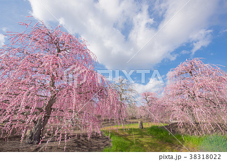 鈴鹿の森庭園　しだれ梅 38318022