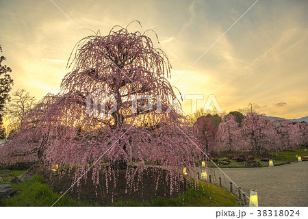 鈴鹿の森庭園　しだれ梅 夕焼け 38318024