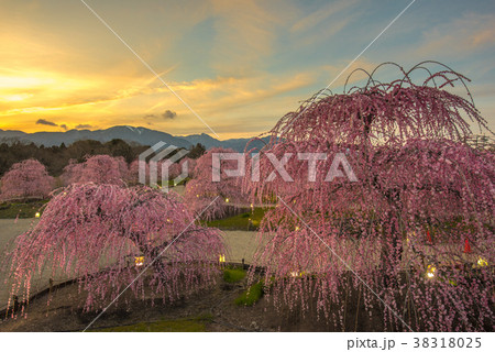 鈴鹿の森庭園　しだれ梅 夕焼け 38318025