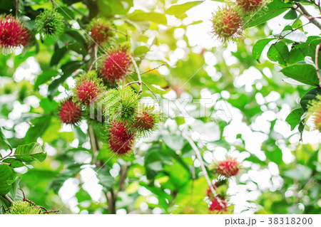 Rambutan with light background. Rambutan with light background. 38318200
