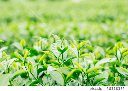 young tea leaves with green background. 38318385