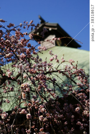 弘明寺 本堂としだれ梅 弘明寺 本堂としだれ梅 38318617