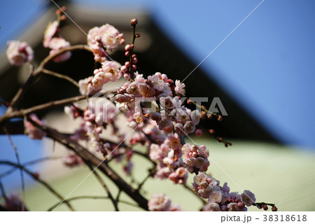 弘明寺 本堂としだれ梅 38318618