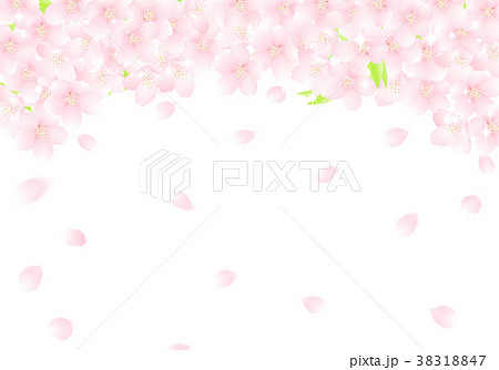 サクラの花のアーチ 桜吹雪 イラストのイラスト素材 38318847 Pixta