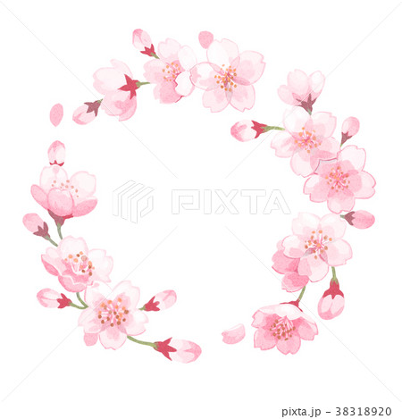 水彩風桜イラストのイラスト素材 31
