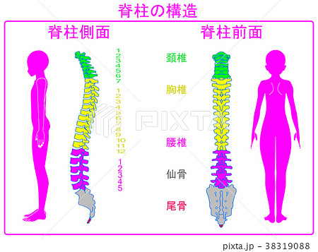 人シルエット脊柱（後面・側面）ピンク 38319088