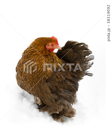 Beutiful hen in the snow 38319092