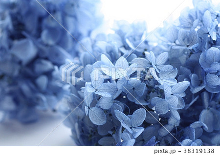 紫陽花 ブリザーブドフラワーの写真素材