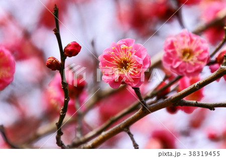 梅の花開く 38319455