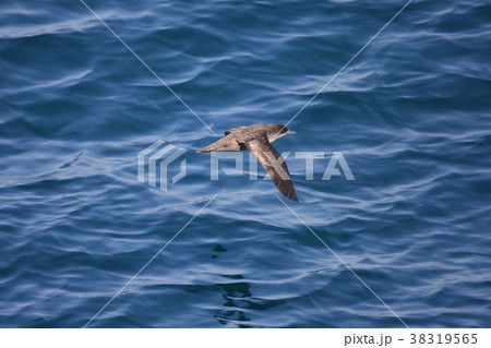 ハシボソミズナギドリ 38319565