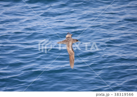 ハシボソミズナギドリ ハシボソミズナギドリ 38319566