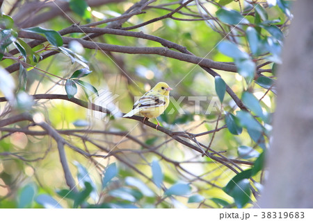 アオジの黄変個体 38319683