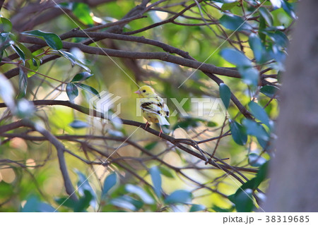 アオジの黄変個体 38319685