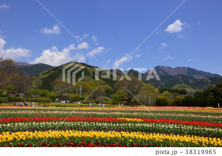 県立秦野戸川公園の春は　神奈川県 38319965