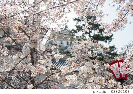 大垣城と桜 38320103