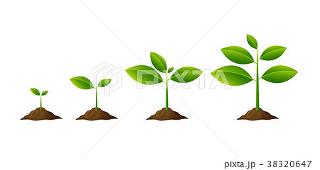 Plants growing in the ground isolated on white bac 38320647