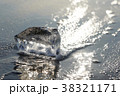 ジュエリーアイス 38321171