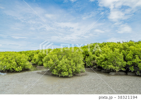 Landscape view of ebb tide time of Mangrove forest 38321194