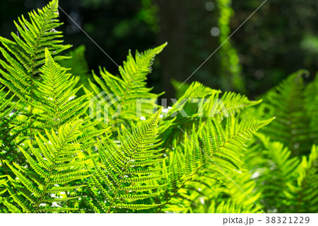 Juicy greens ferns leaves Juicy greens ferns leaves 38321229