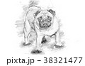 A beautiful pug standing - sketch style 38321477