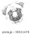 Little pug looks into the camera - Sketch  38321478