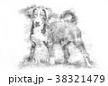 Appenzeller puppy - Sketch style 38321479