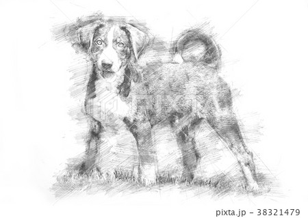 Appenzeller puppy - Sketch style 38321479
