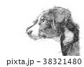 Appenzeller puppy - Sketch style 38321480