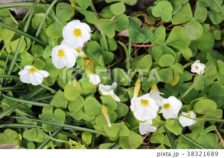白いフヨウカタバミの花の写真素材 3216