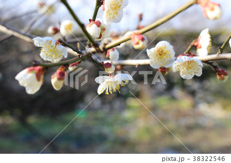 白い梅の花の写真素材