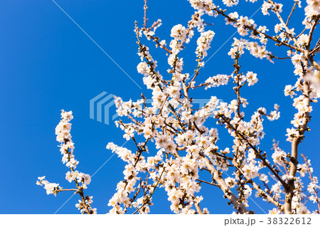 Spring, flowering and nature concept - beautiful Spring, flowering and nature concept - beautiful 38322612