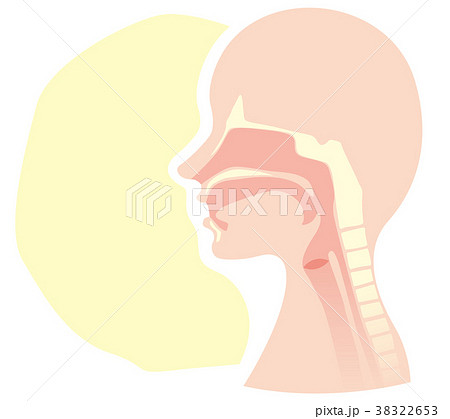 発声器官 喉 仕組み 断面図のイラスト素材 38322653 Pixta