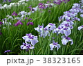 花菖蒲 38323165