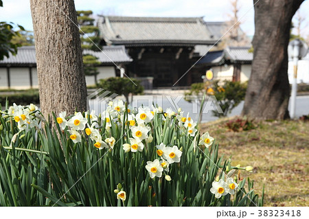 東本願寺前の烏丸通りのスイセン 38323418