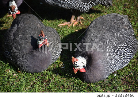 トルコ イスタンブール ドルマバフチエ宮殿 黒い太った鳥の写真素材 [38323466] - PIXTA