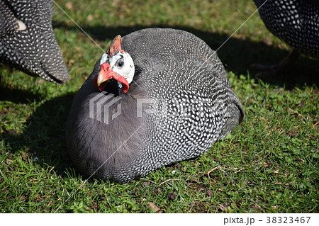 トルコ イスタンブール ドルマバフチエ宮殿 黒い太った鳥の写真素材 [38323467] - PIXTA