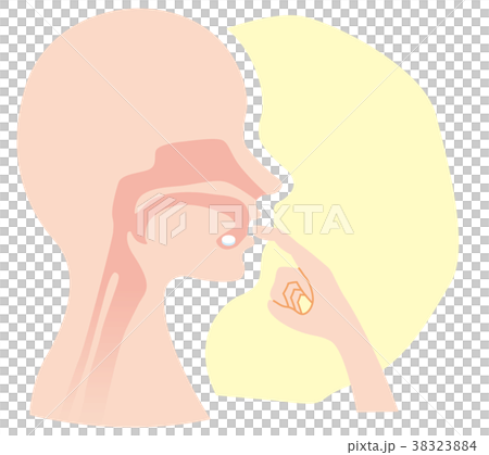 発声器官 断面図 舌下錠 発声器官 断面図 舌下錠 38323884