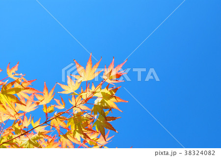 紅葉　かえで 38324082