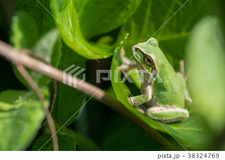 カエル　ニホンアマガエル. 38324769