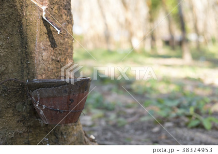 Milky latex extracted from rubber tree  38324953