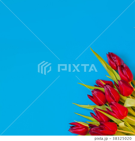 Red tulip flowers on turquoise background.  38325020
