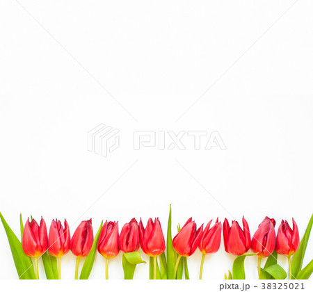 Red tulip flowers on white background. Red tulip flowers on white background. 38325021