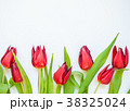 Red tulip flowers on white background.  38325024