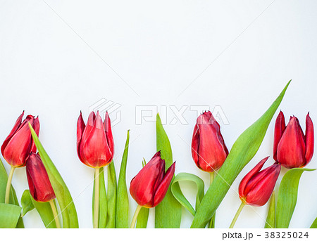 Red tulip flowers on white background.  38325024